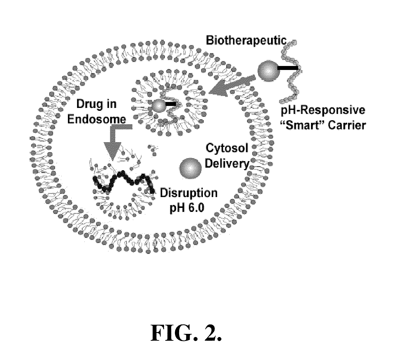 pH-RESPONSIVE POLYMER CARRIER COMPOSITIONS FOR CYTOSOLIC PROTEIN DELIVERY