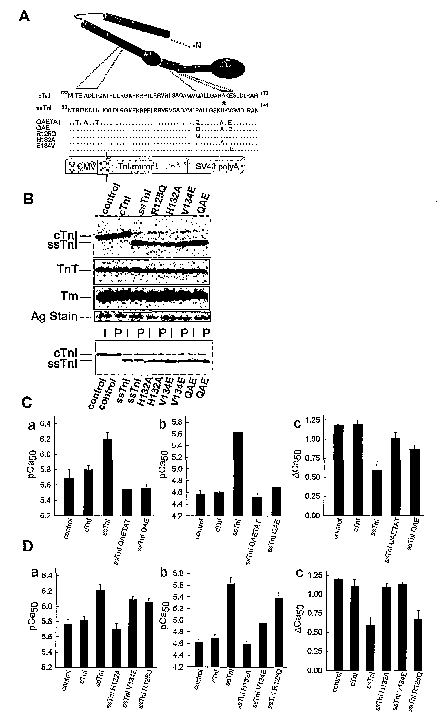 Compositions And Methods For Regulating Cardiac Performance
