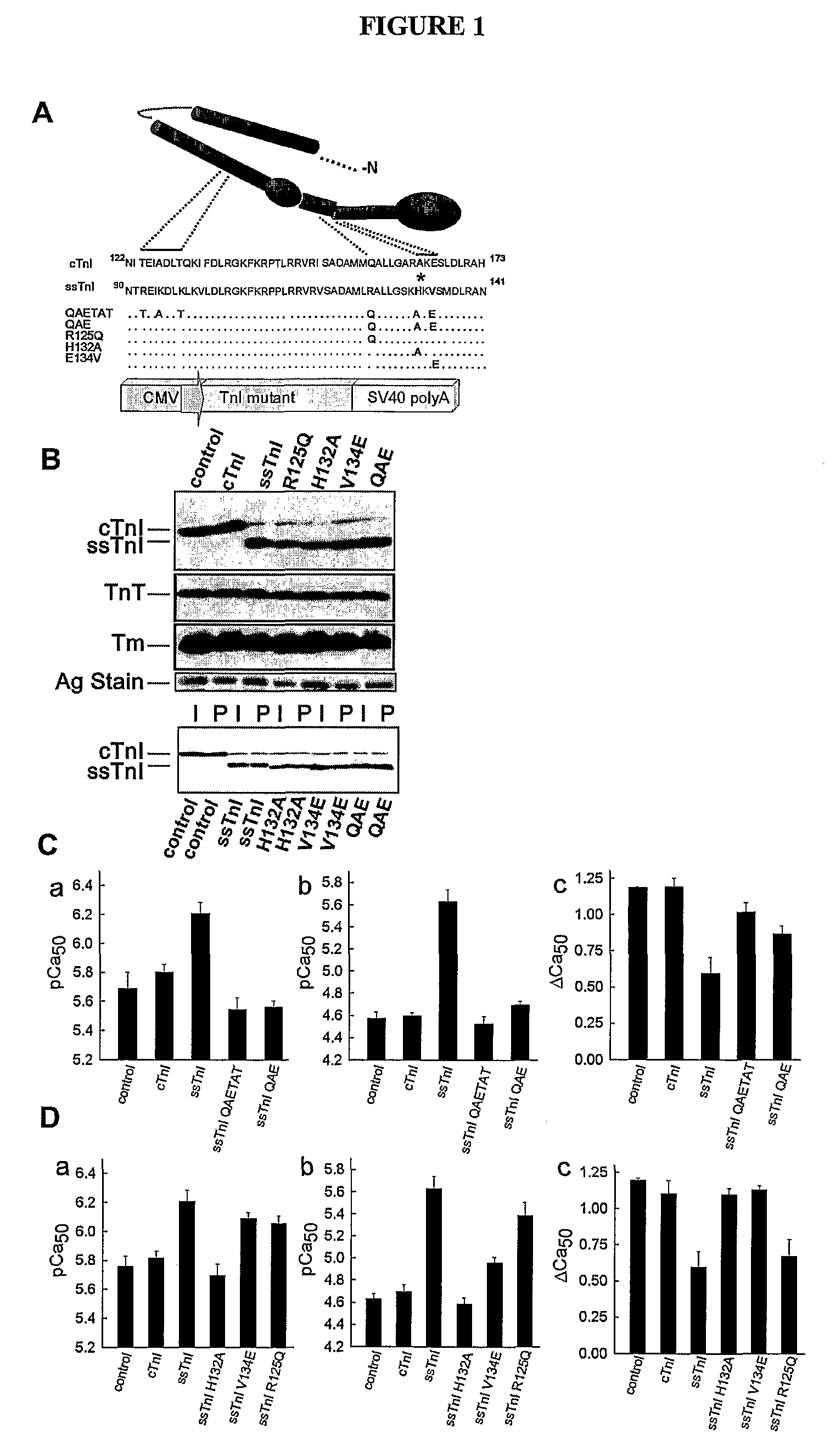 Compositions And Methods For Regulating Cardiac Performance