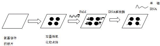 DNA helicase detection method based on graphene oxide chip