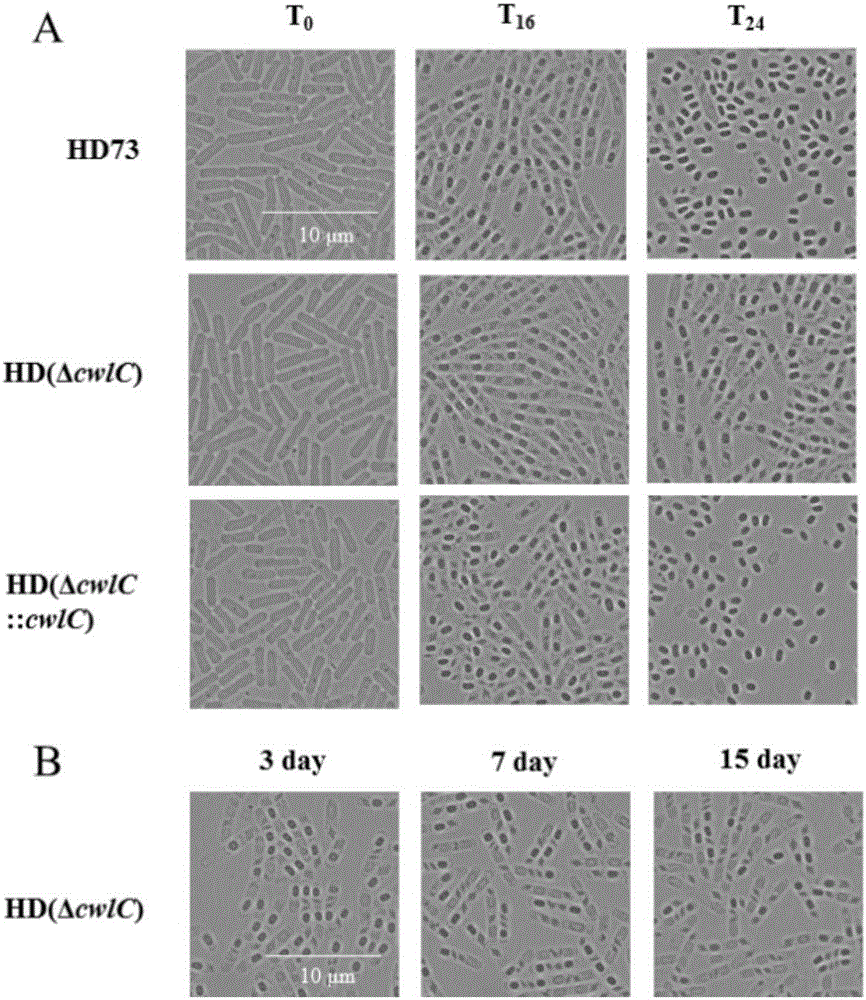 Application of hydrolytic enzyme CwlC in metrocyte lysis of bacillus