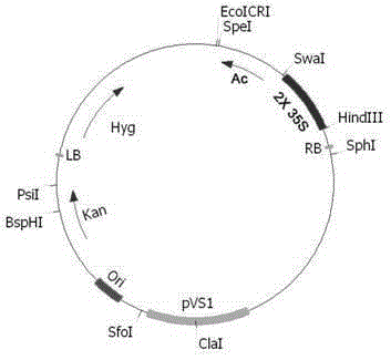 An activation tag ac/ds transposition system and its application in the construction of plant mutant library