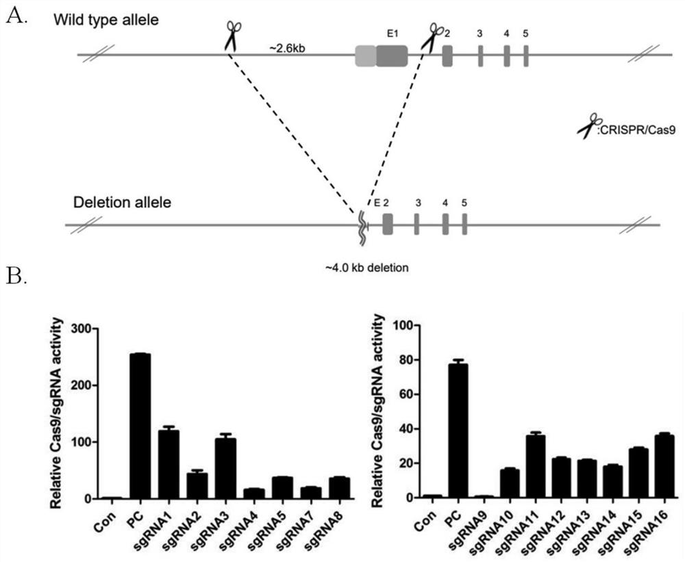 Construction method and application of animal model of dilated cardiomyopathy with cardiorenal syndrome