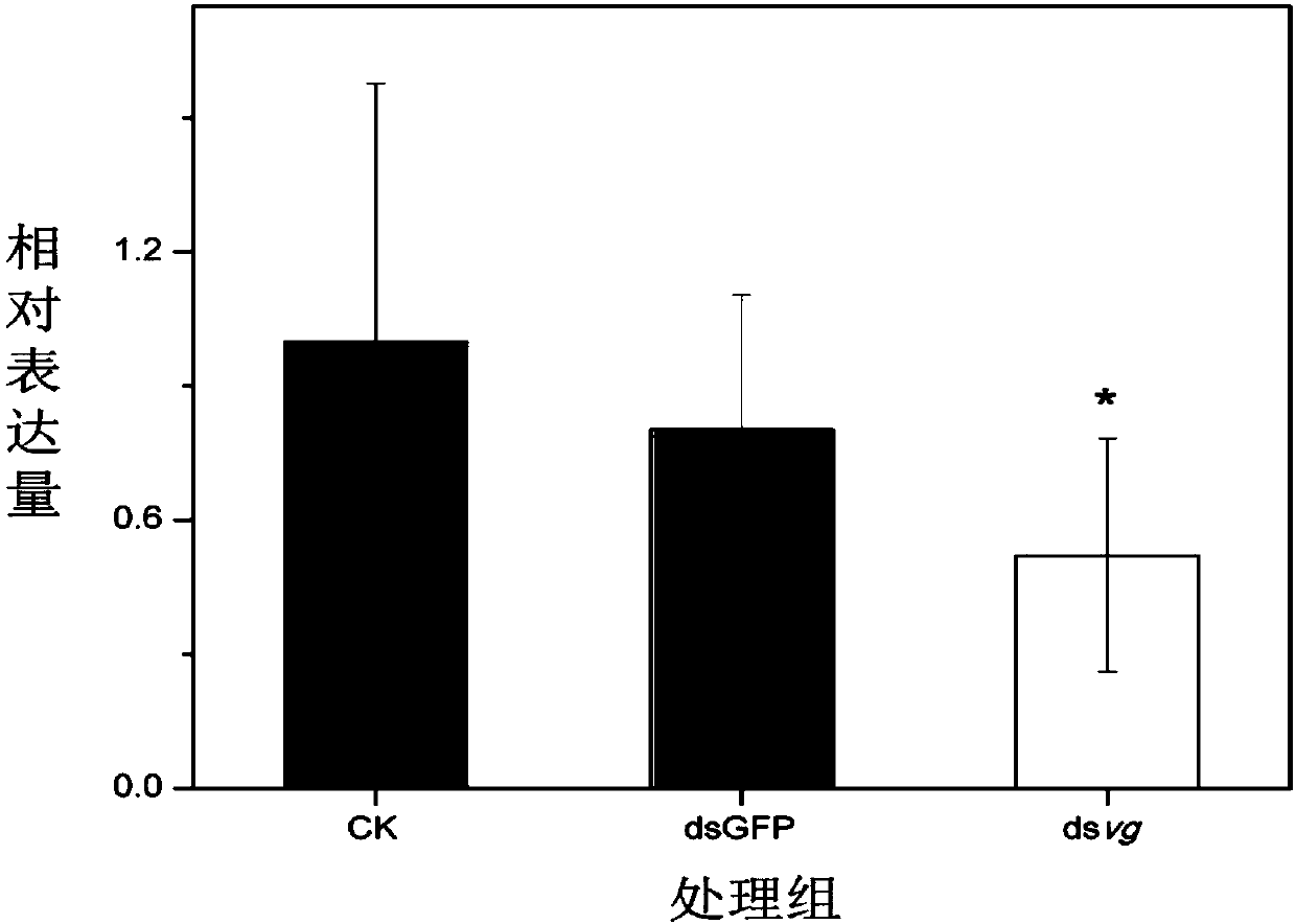 dsRNA of wing development related gene vestigial and application thereof in control of citrus fruit fly