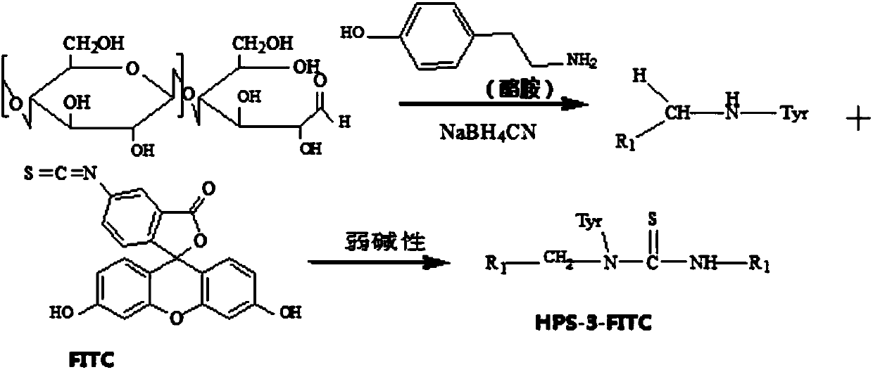 Method for using fluorescence to label hedysarum polybotrys saccharide and hedysarum polybotrys saccharide labeled through method and application of hedysarum polybotrys saccharide