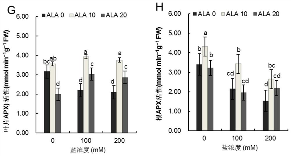 Method for improving salt stress resistance of salvia miltiorrhiza