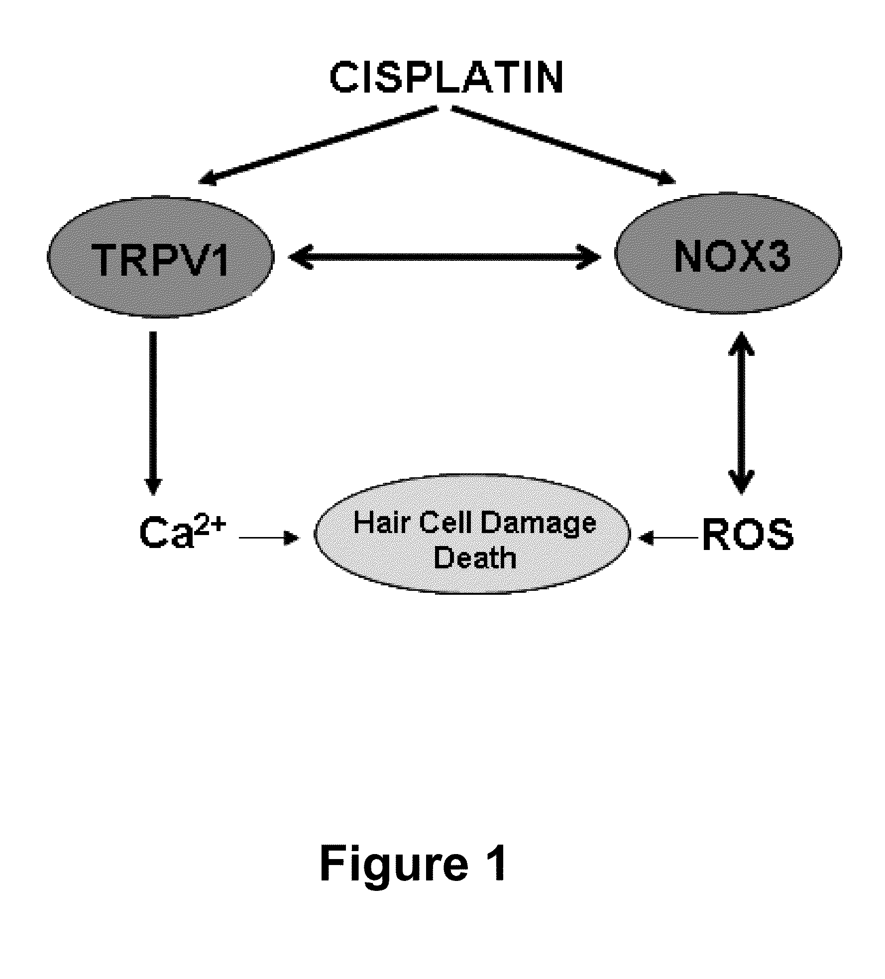 Use of transplatin to prevent hearing loss