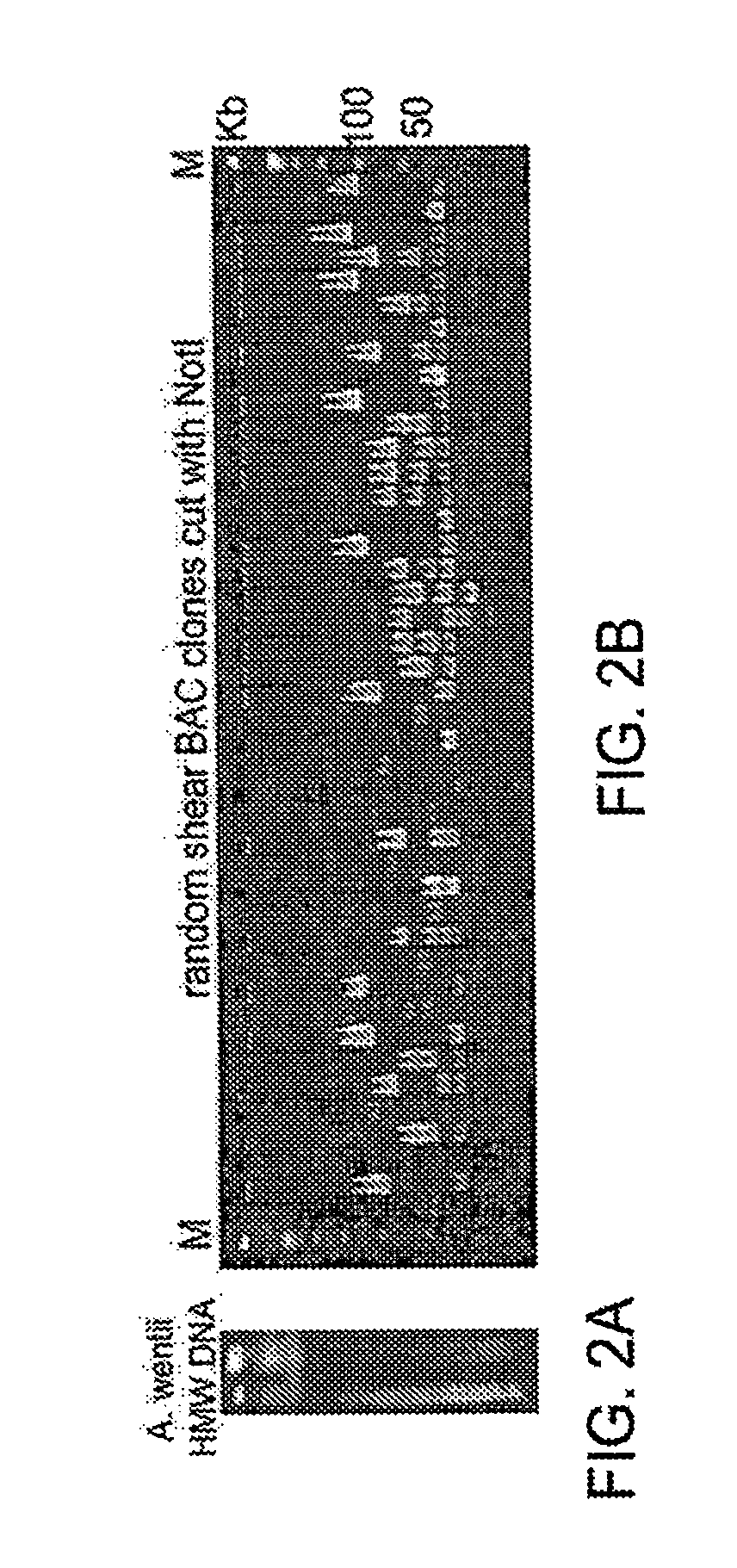 Fungal artificial chromosomes, compositions, methods and uses therfor