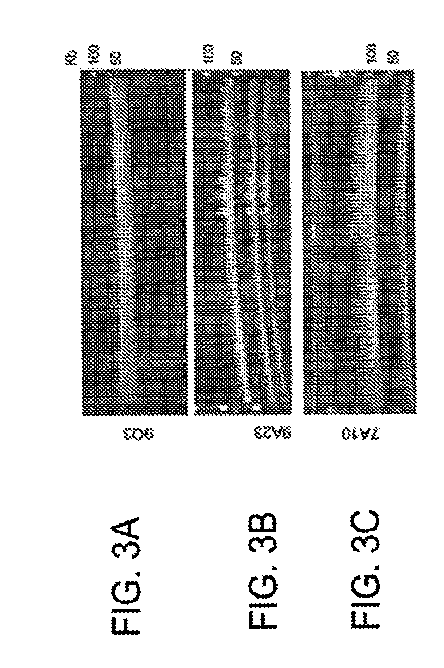 Fungal artificial chromosomes, compositions, methods and uses therfor