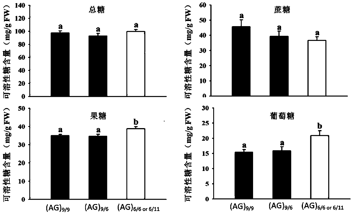 SSR molecular marker for screening content and phenotype of apple fruit sugar and application thereof