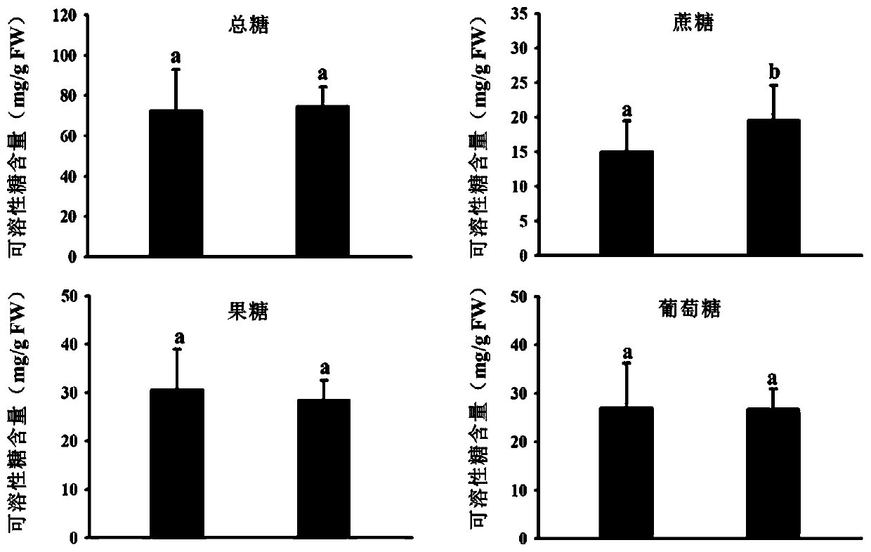 SSR molecular marker for screening content and phenotype of apple fruit sugar and application thereof