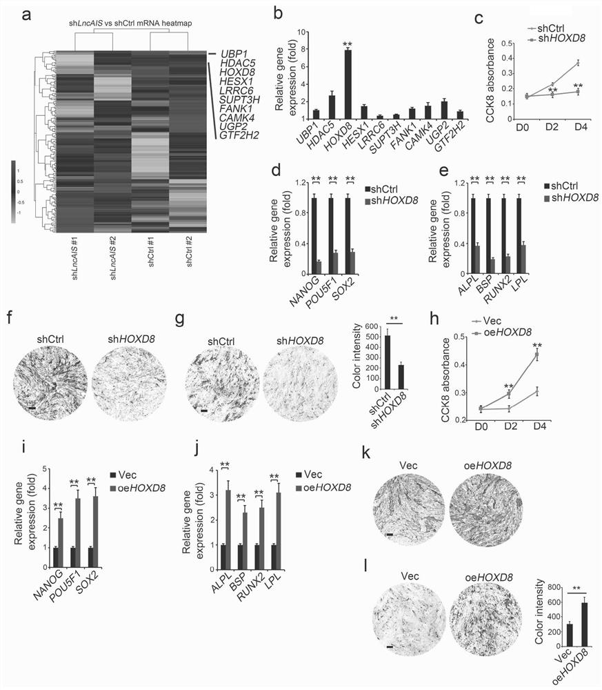 Application of hoxd8 in the preparation of products promoting osteogenic differentiation of bone marrow mesenchymal stem cells