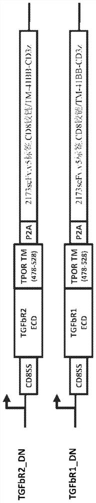 Chimeric cytokine receptors including TGFB binding domains