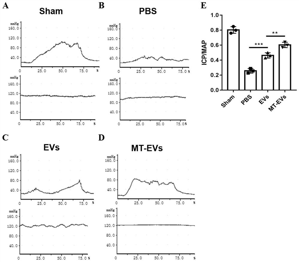 Application of extracellular vesicles in treatment of nerve injury erectile dysfunction