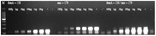 Primer set, kit and detection method for multiplex PCR detection of Staphylococcus aureus in food