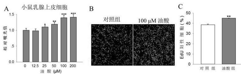 Application of Oleic Acid in Promoting Animal Mammary Gland Development