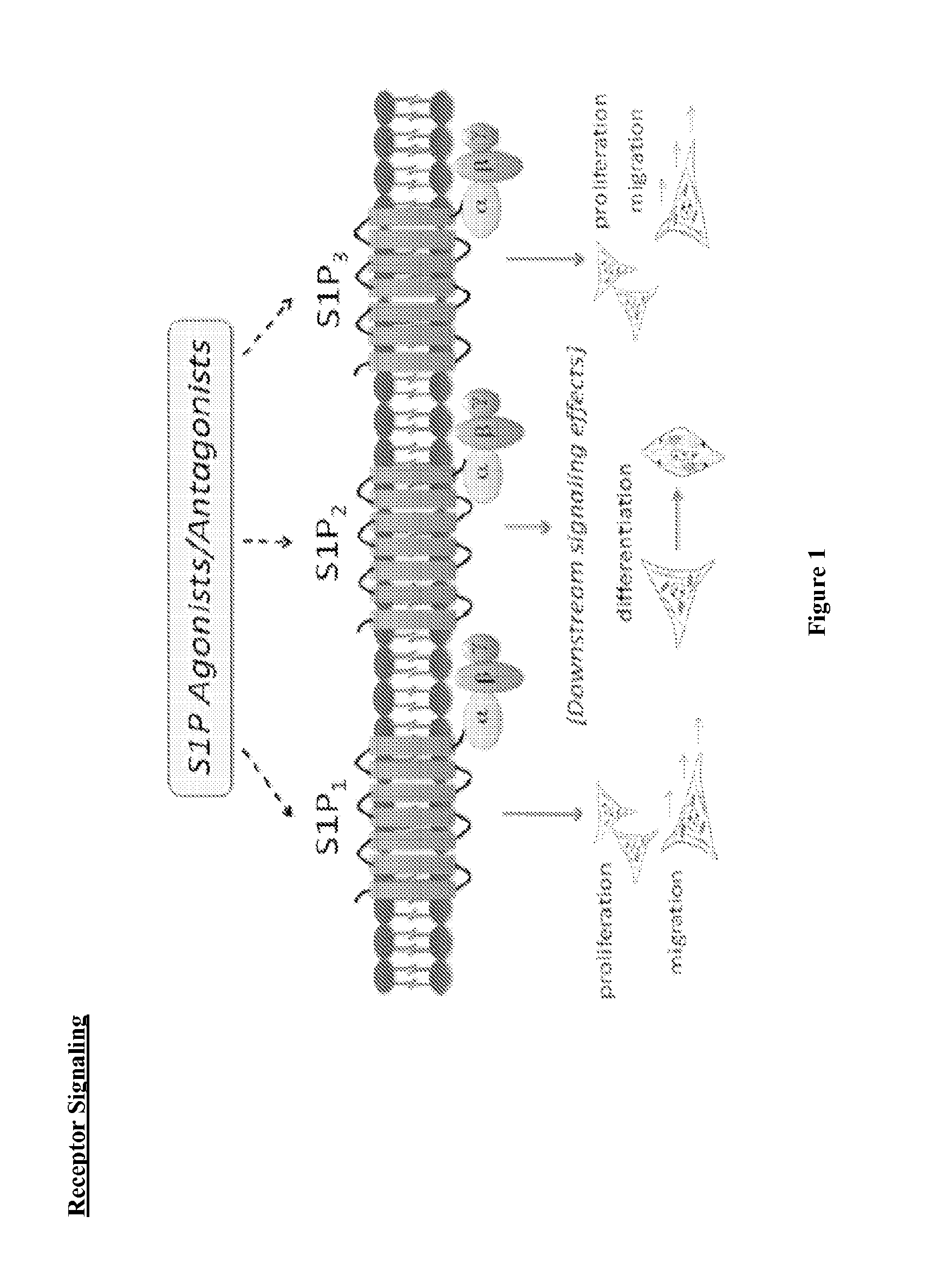 Compositions and methods for tissue engineering and cell based therapies