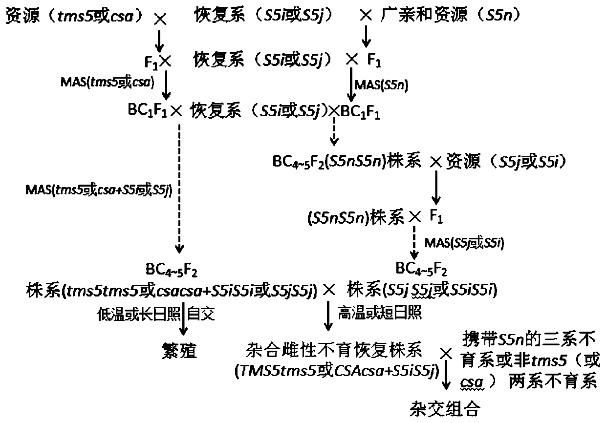 Reproducible heterozygous female sterile restorer molecular breeding method and application thereof