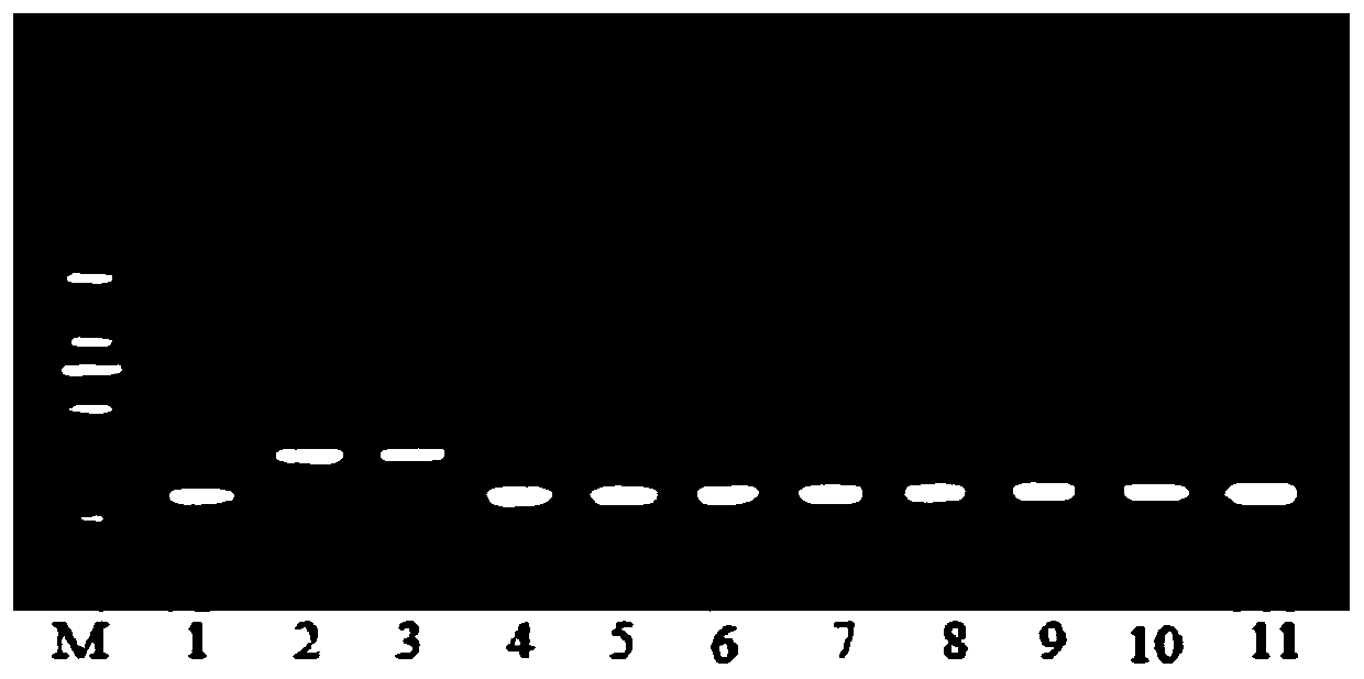 Reproducible heterozygous female sterile restorer molecular breeding method and application thereof