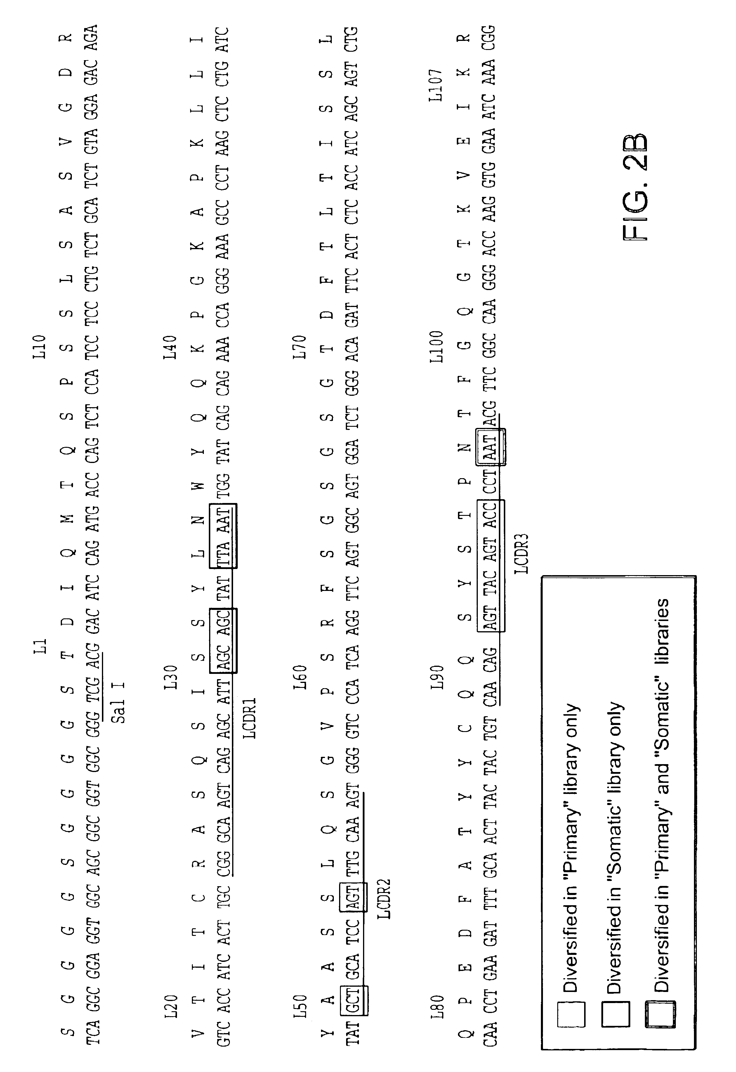 Method to screen phage display libraries with different ligands
