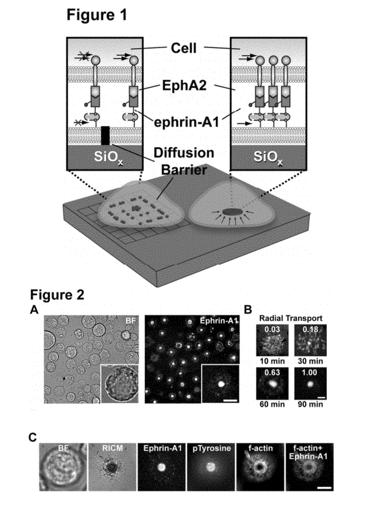Spatial biomarker of disease and detection of spatial organization of cellular receptors