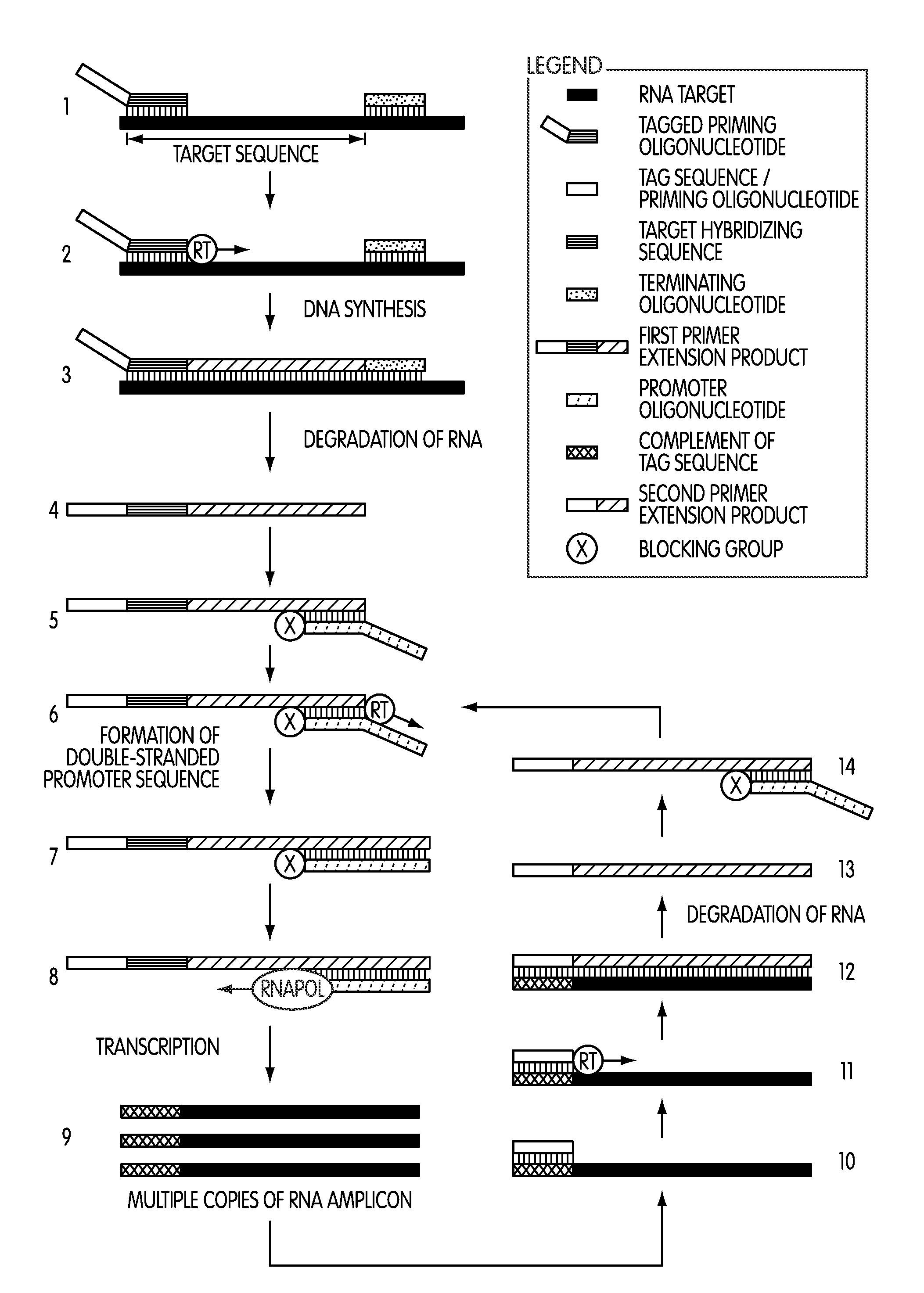 Tagged oligonucleotides and their use in nucleic acid amplification methods