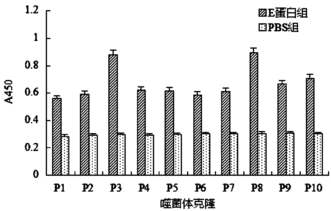 Duck tembusu virus envelop E protein inhibitory peptide and application thereof
