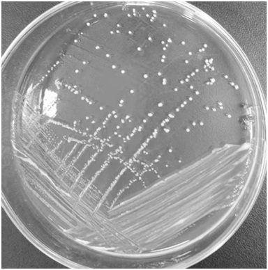 A strain of animal bifidobacterium nsy0201 and its application in the preparation of health products or medicines for enhancing body immunity