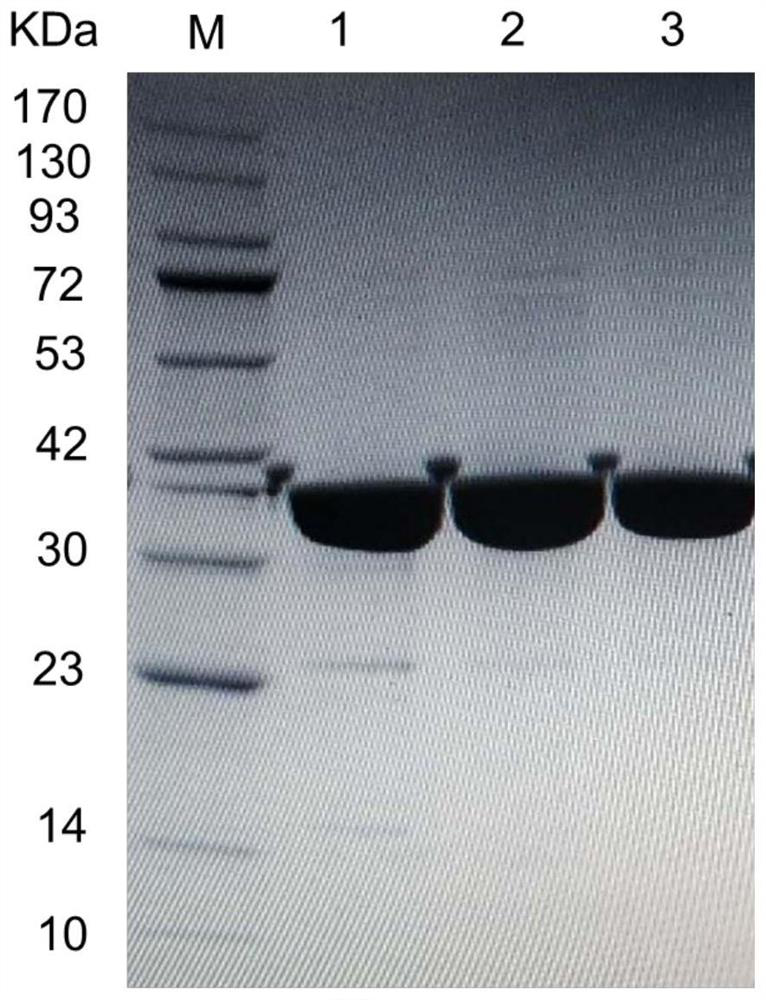 Aldehyde ketone reductase KmAKR mutant and application thereof in catalytic synthesis of chiral alcohol