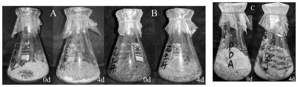 A kind of solid fermentation of Penicillium oxalicum and its method for efficiently decomposing phosphorus and removing lead