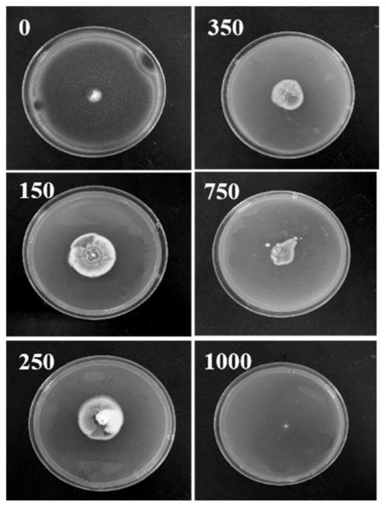 A kind of solid fermentation of Penicillium oxalicum and its method for efficiently decomposing phosphorus and removing lead