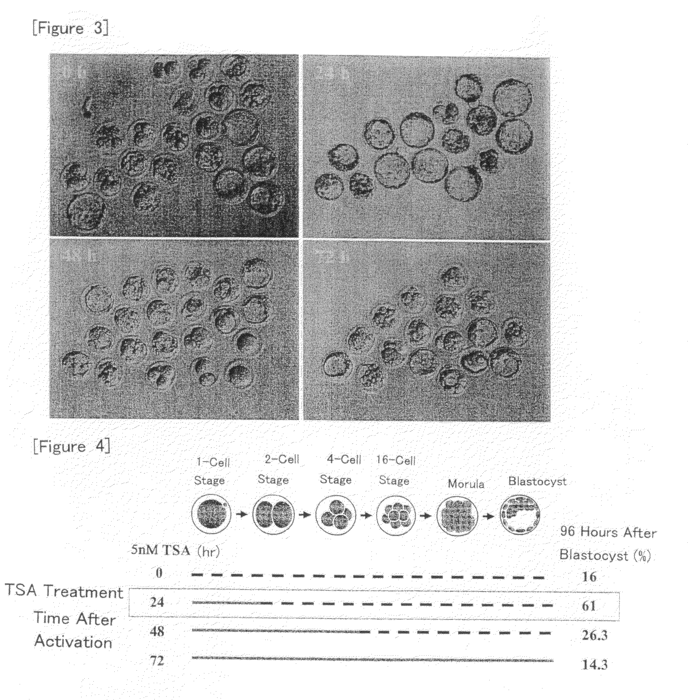 Method for Producing Nuclear-Transplanted Egg