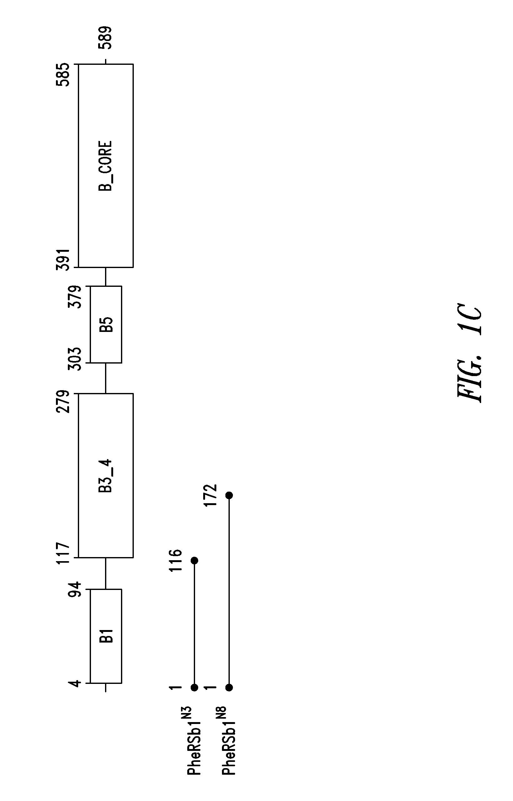 Innovative discovery of therapeutic, diagnostic, and antibody compositions related to protein fragments of phenylalanyl-beta-trna synthetases