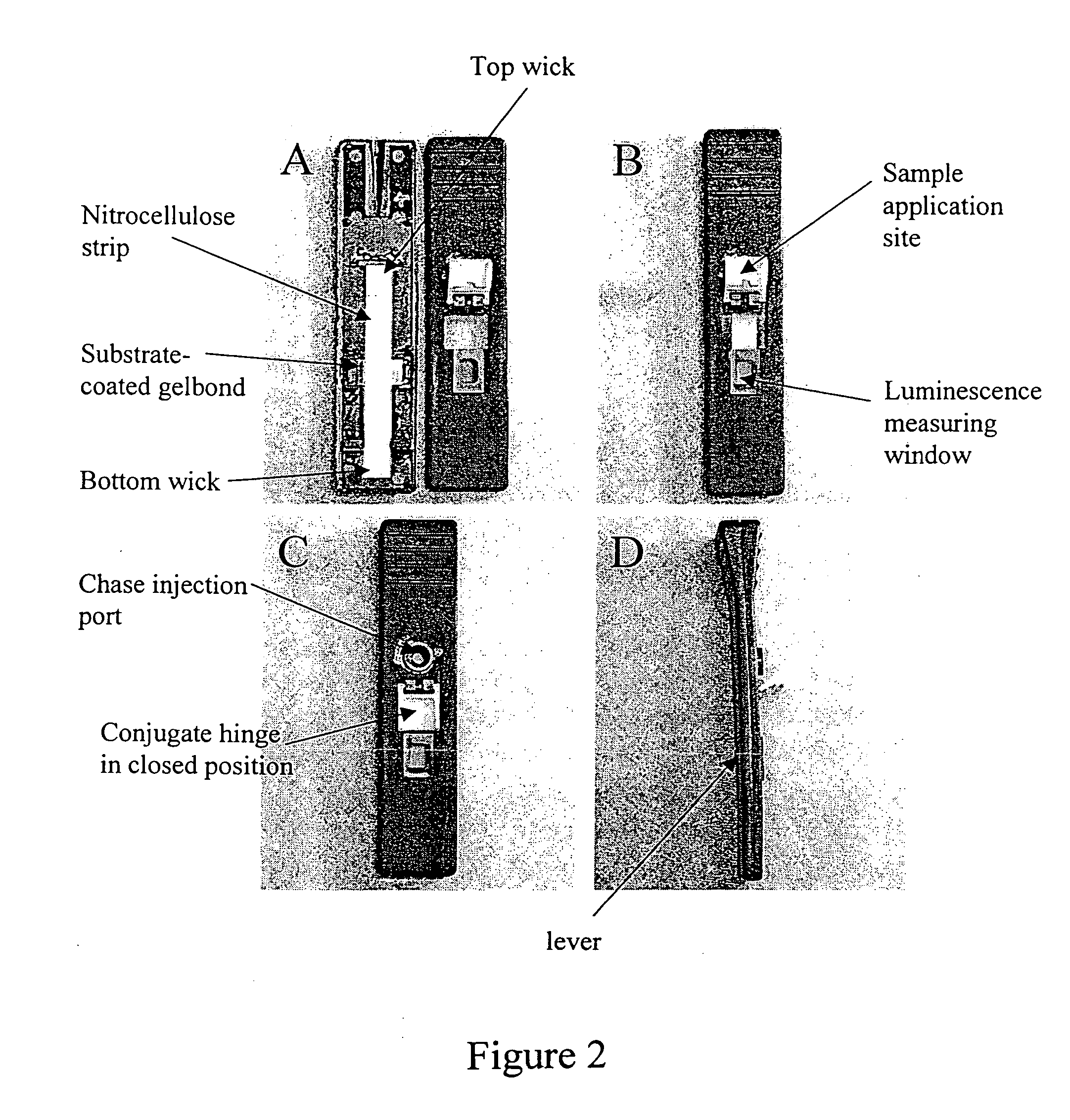 Oral fluid rapid assay for hepatitis C virus (HCV) antibodies using non-antibody labeling of IgA molecules recognizing HCV peptide epitopes