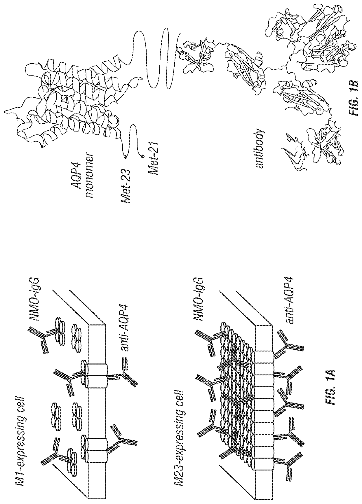 Compositions and methods for the treatment of neuromyelitis optica
