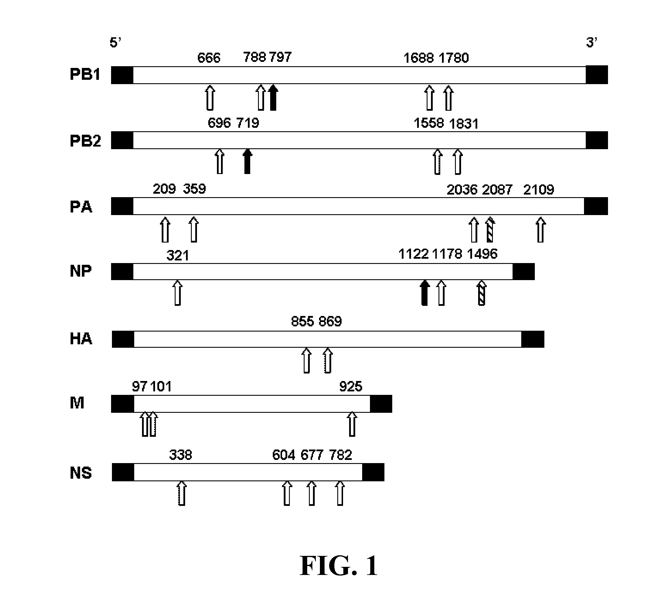 siRNA COMPOSITIONS AND METHODS FOR POTENTLY INHIBITING VIRAL INFECTION