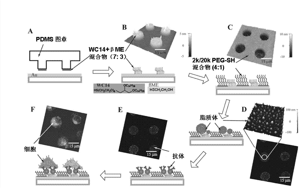 Immunoliposome biochip, preparation method thereof and application thereof in biological detection