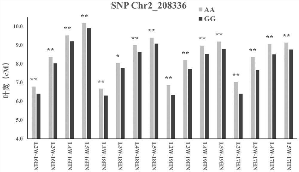 A SNP marker closely linked to the major qtl for leaf width under continuous multi-leaf tassel in maize and its application