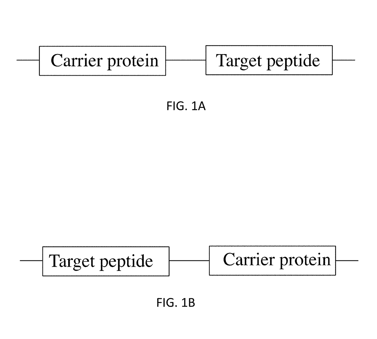 Fusion proteins of superfolder green fluorescent protein and use thereof