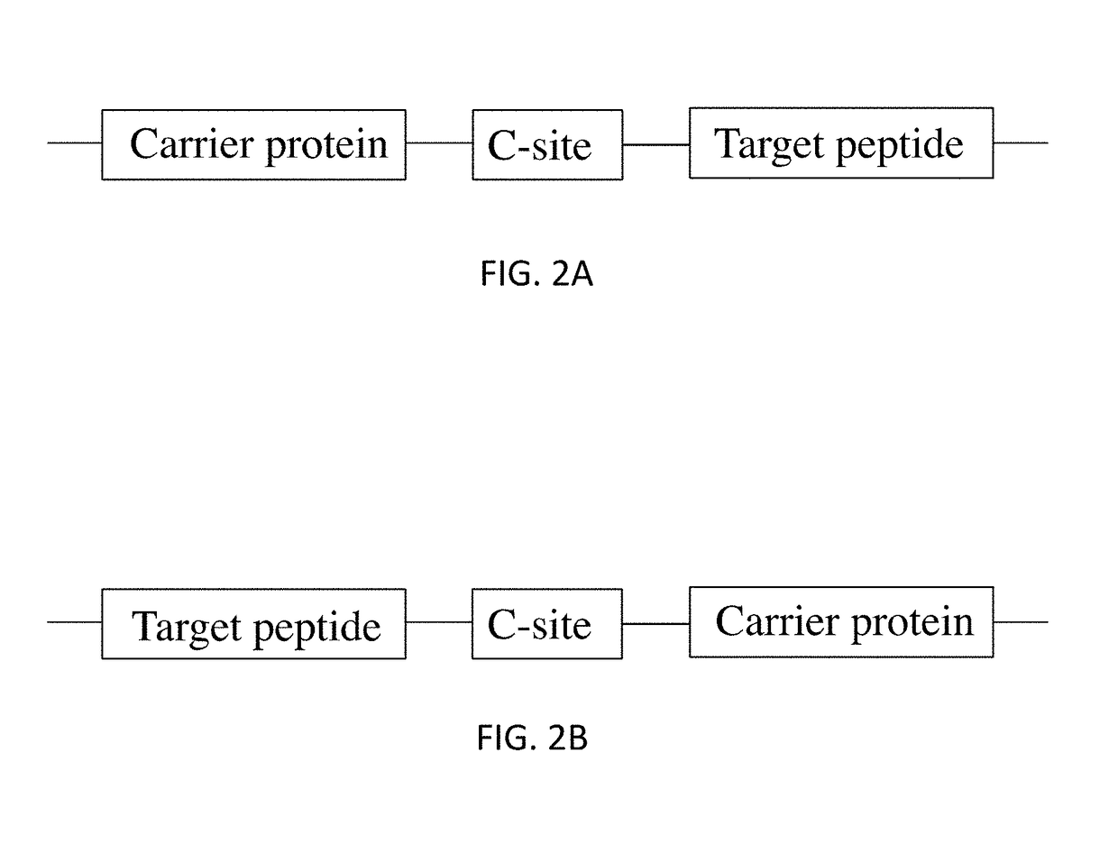 Fusion proteins of superfolder green fluorescent protein and use thereof