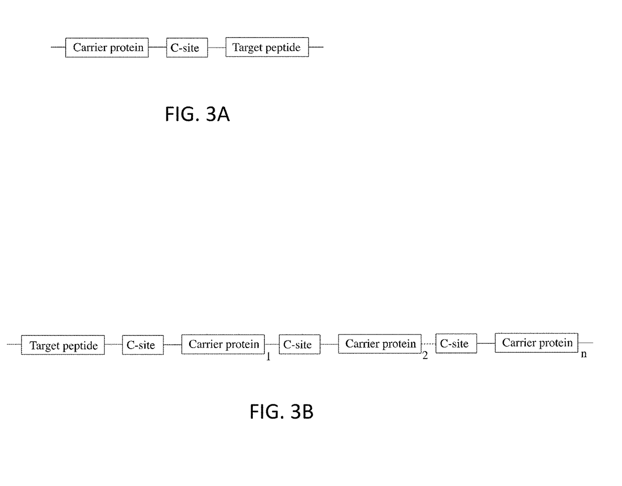 Fusion proteins of superfolder green fluorescent protein and use thereof