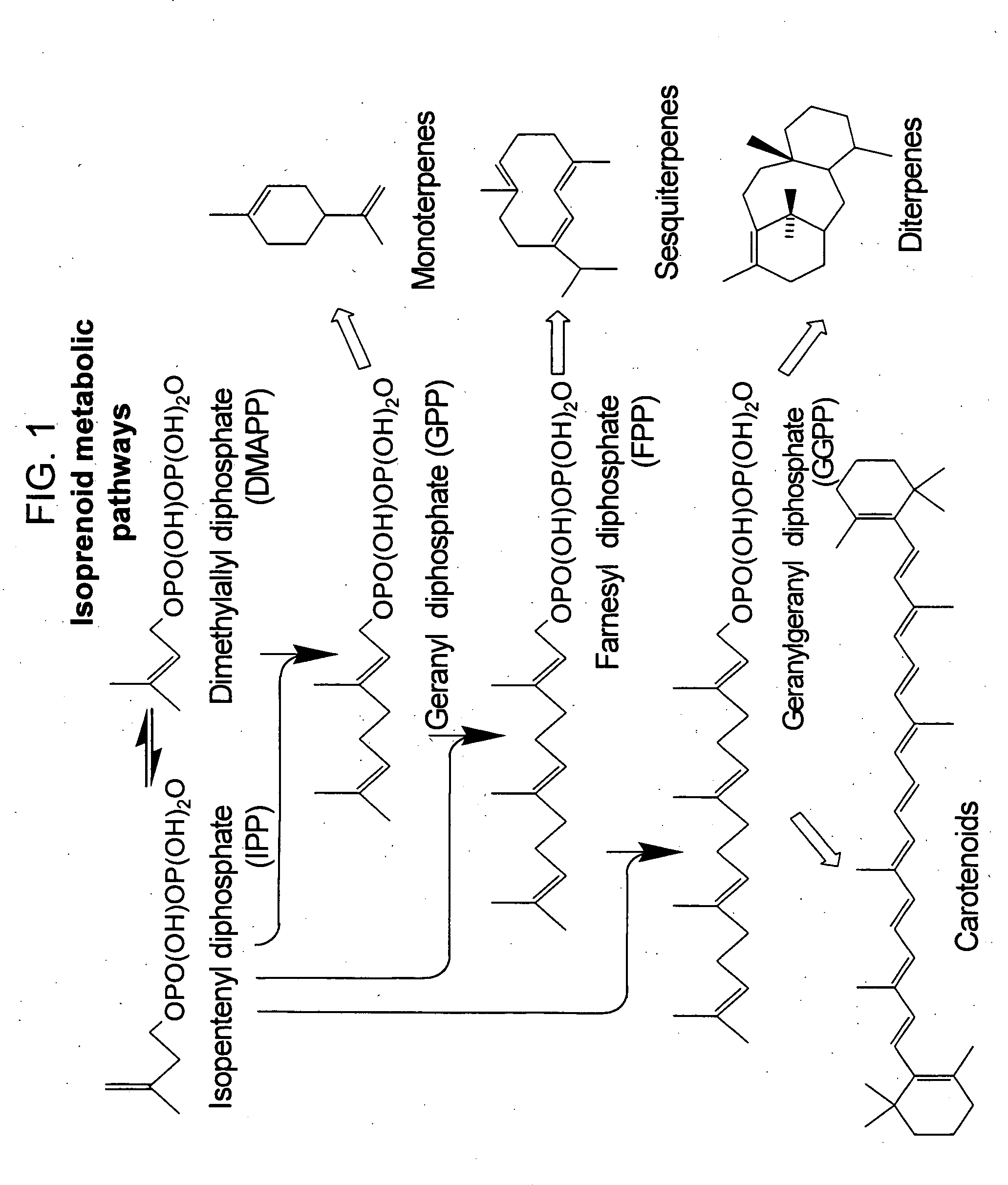 Method for enhancing production of isoprenoid compounds