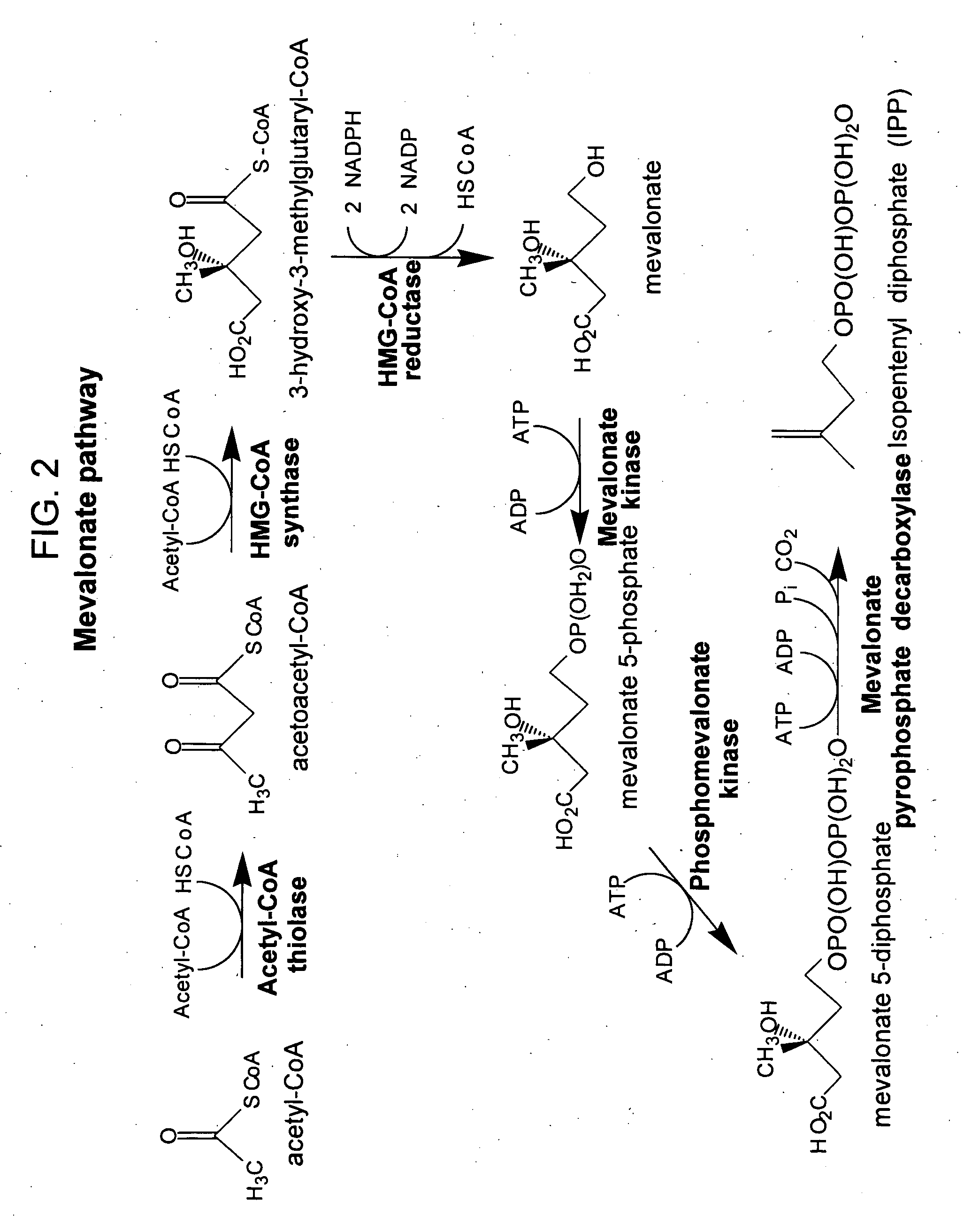 Method for enhancing production of isoprenoid compounds