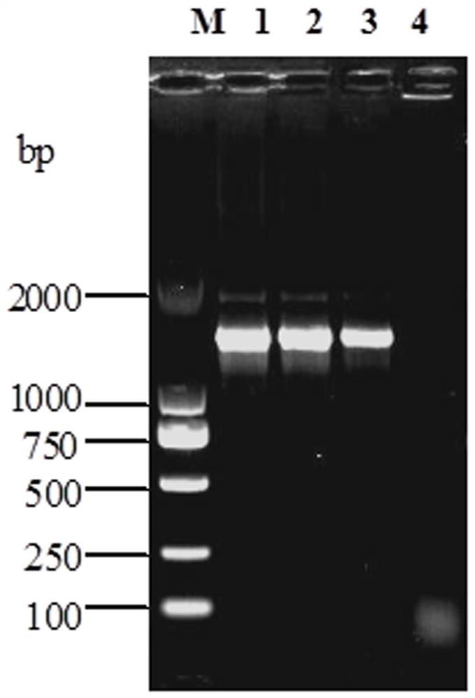 A kind of dual inactivated vaccine of Mycoplasma hyopneumoniae and Haemophilus parasuis and its application