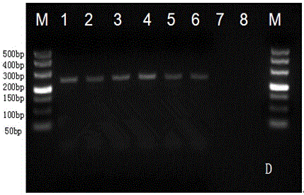 A kind of test kit and preparation method for detecting foot-and-mouth disease O-type virus