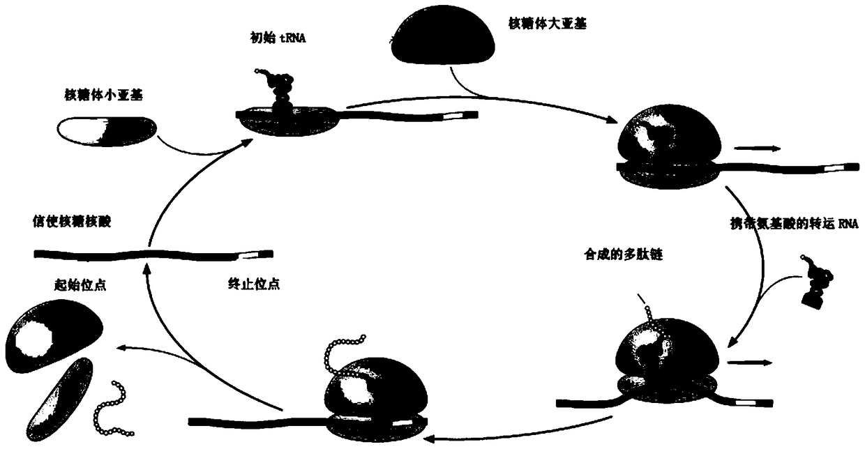 Modeling method of cellular gene translation process