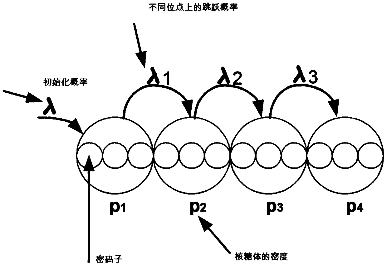 Modeling method of cellular gene translation process