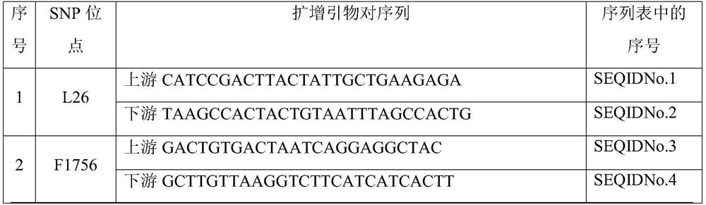 Forensic medicine compound detection kit based on 56 Y chromosome SNP genetic markers