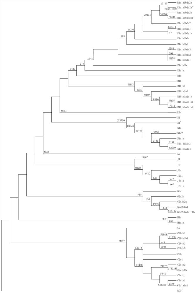 Forensic medicine compound detection kit based on 56 Y chromosome SNP genetic markers