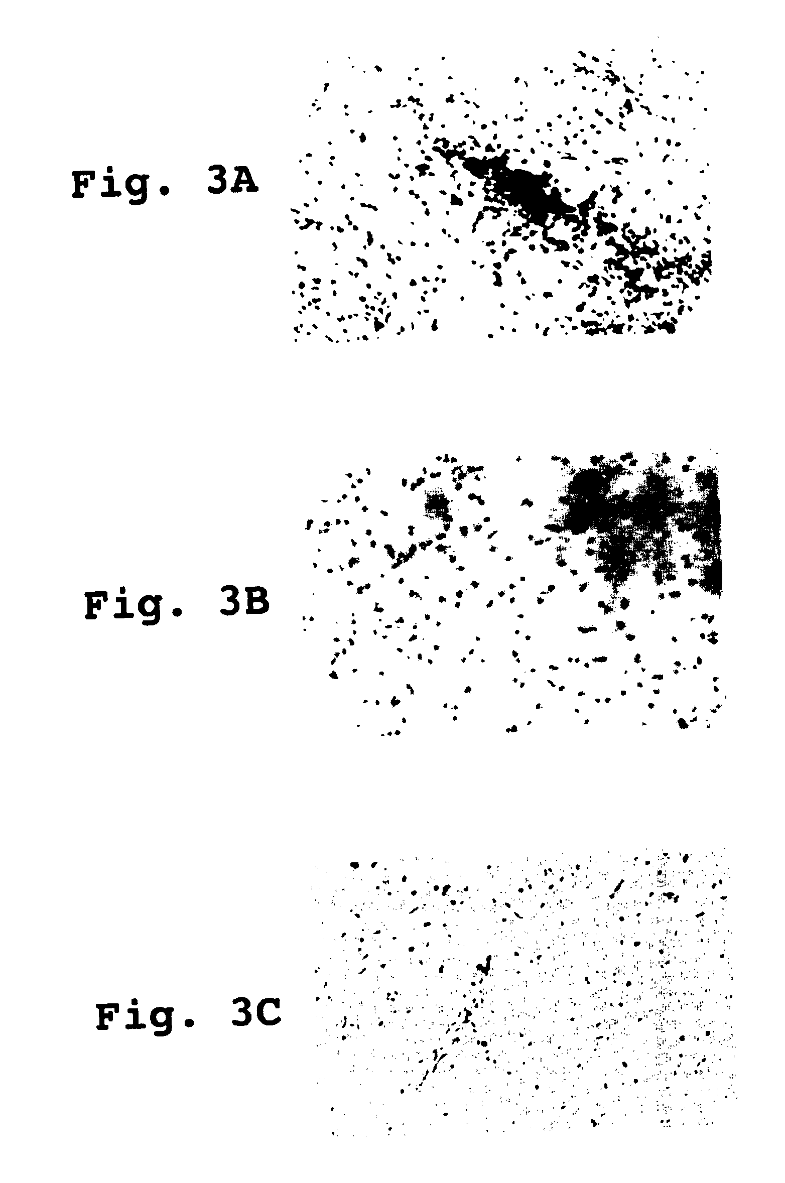 Orally-administered interferon-tau compositions and methods